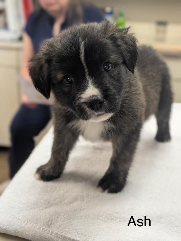 Enlarge Ash, a Adoptable mixed breed in Knoxville, TN image 1/1