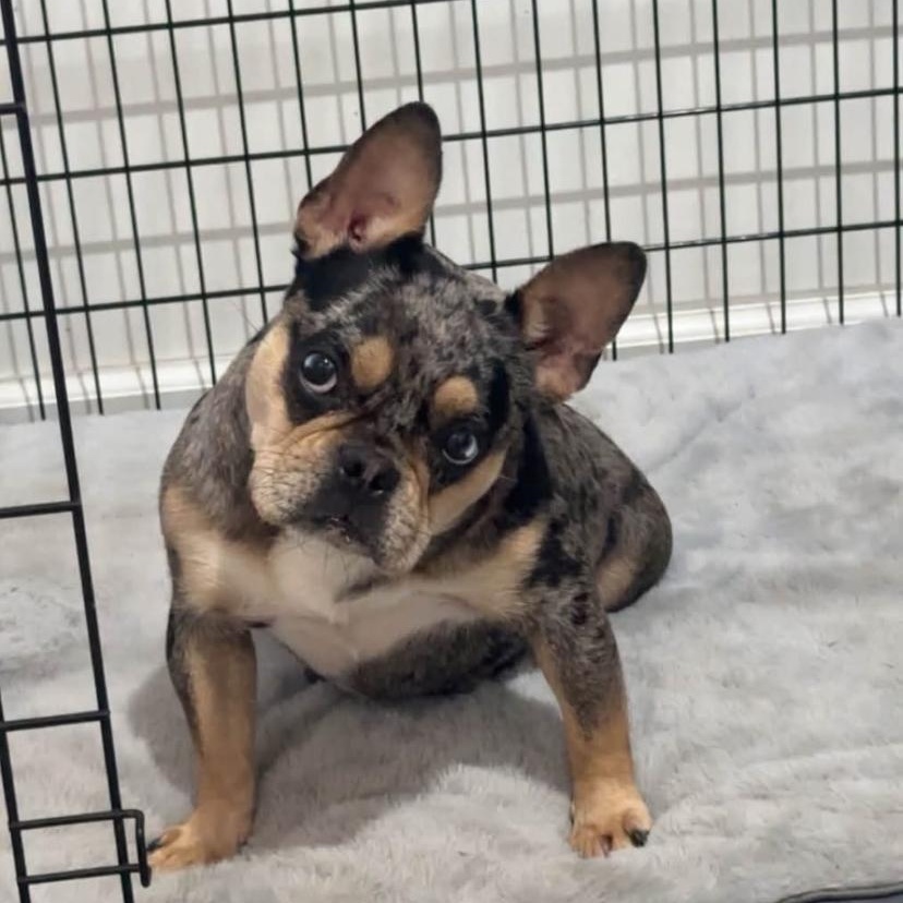 Enlarge Bunny, a Adopted French Bulldog in Philadelphia, PA image 6/6