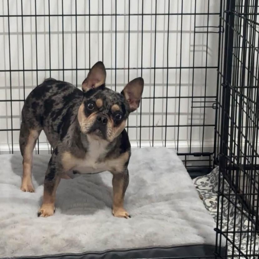 Enlarge Bunny, a Adopted French Bulldog in Philadelphia, PA image 4/6