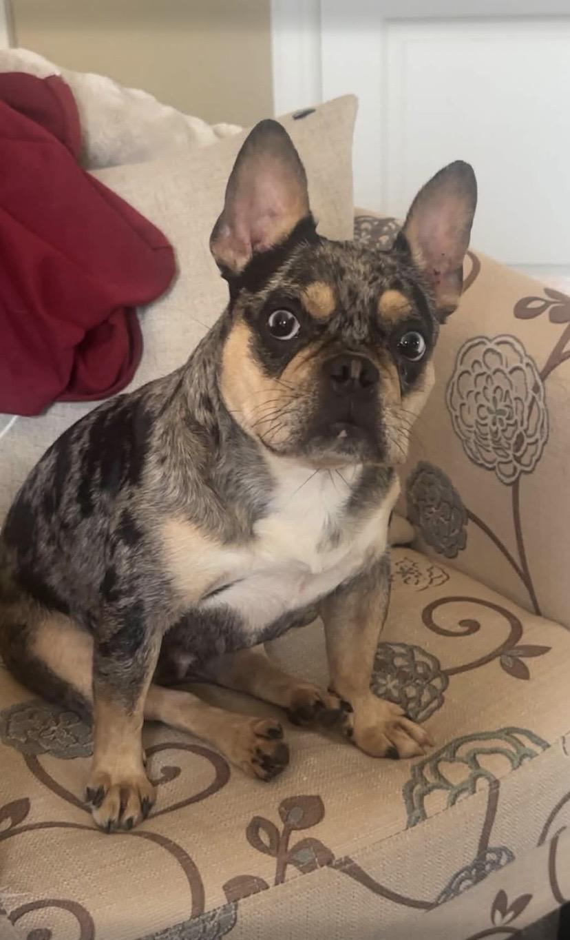 Enlarge Bunny, a Adopted French Bulldog in Philadelphia, PA image 2/6