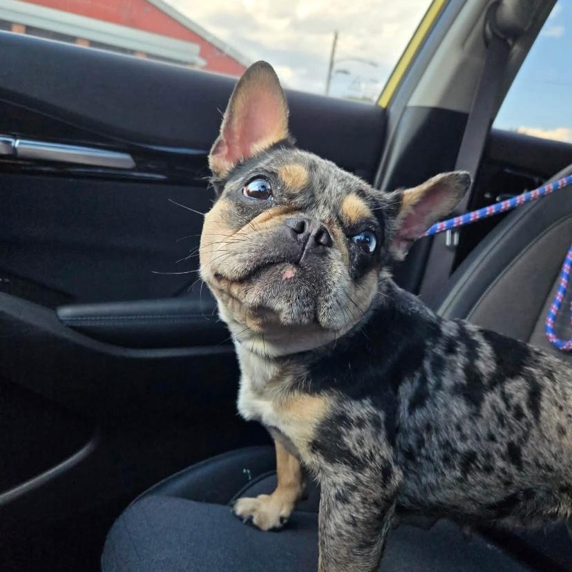 Enlarge Bunny, a Adopted French Bulldog in Philadelphia, PA image 5/6