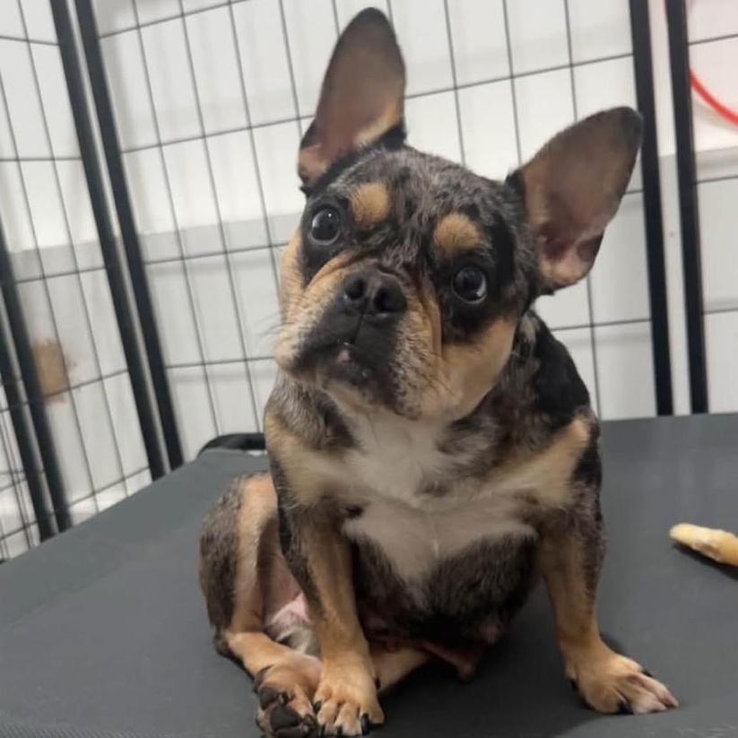 Bunny, a ADOPTABLE French Bulldog in Philadelphia, PA image 1/3