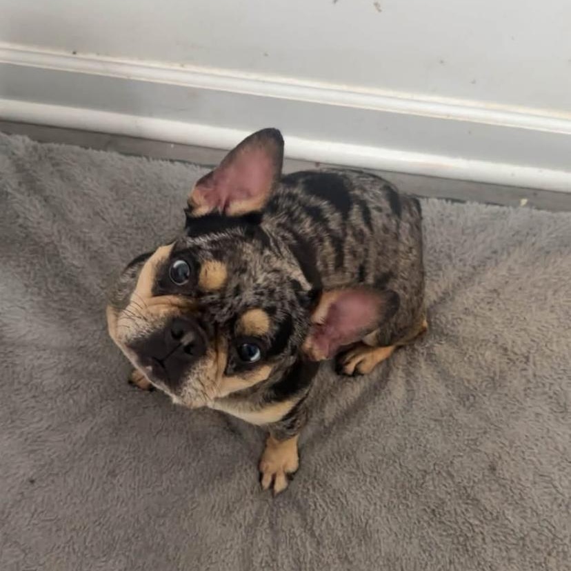 Bunny, a ADOPTABLE French Bulldog in Philadelphia, PA image 3/3