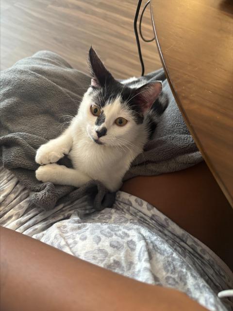 OPAL, Adoptable, Kitten Female Domestic Short Hair.