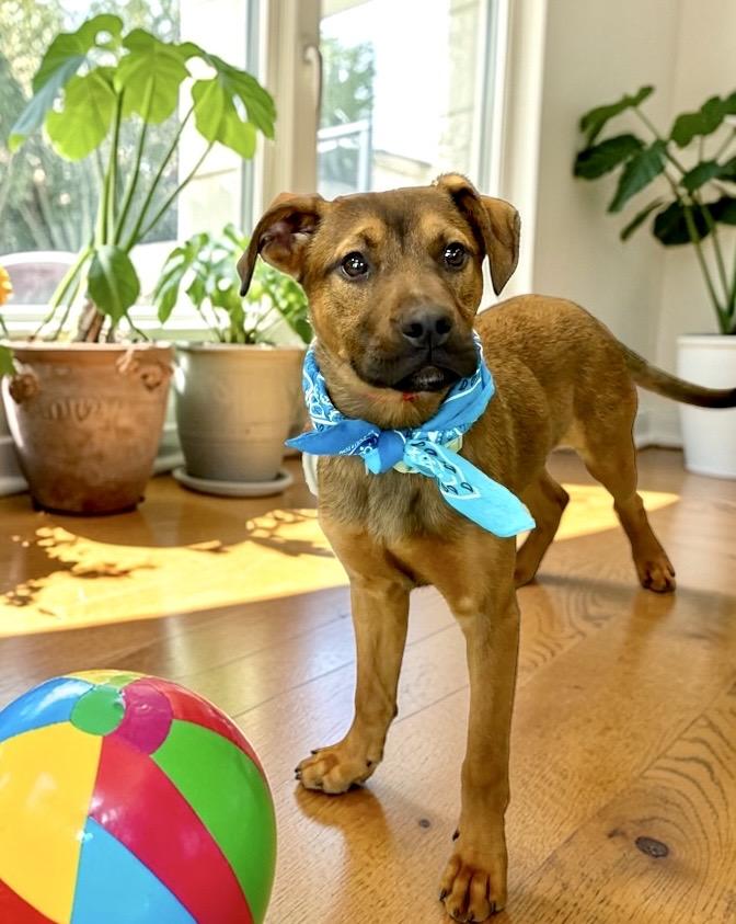 Enlarge Dakota, a ADOPTABLE mixed breed in Perry, IA image 4/6