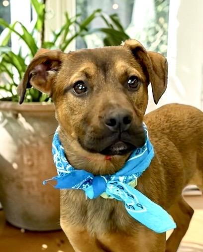 Enlarge Dakota, a ADOPTABLE mixed breed in Perry, IA image 1/6