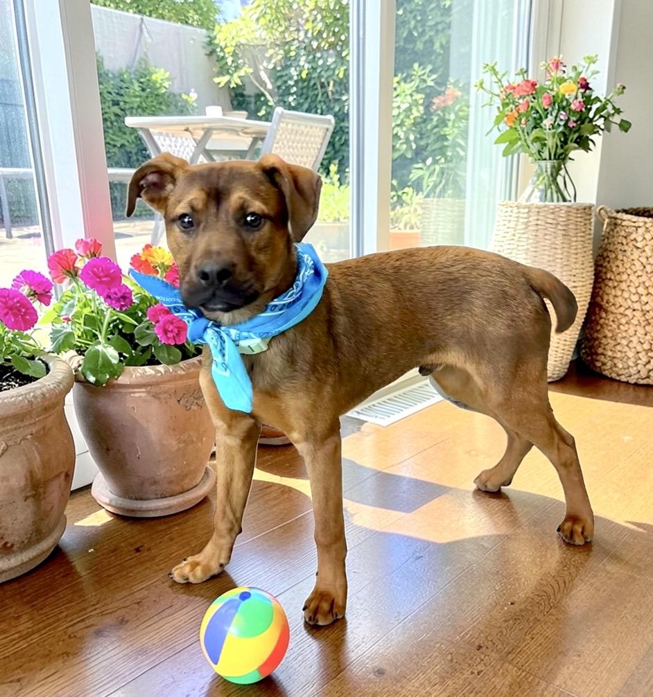 Enlarge Dakota, a ADOPTABLE mixed breed in Perry, IA image 2/6