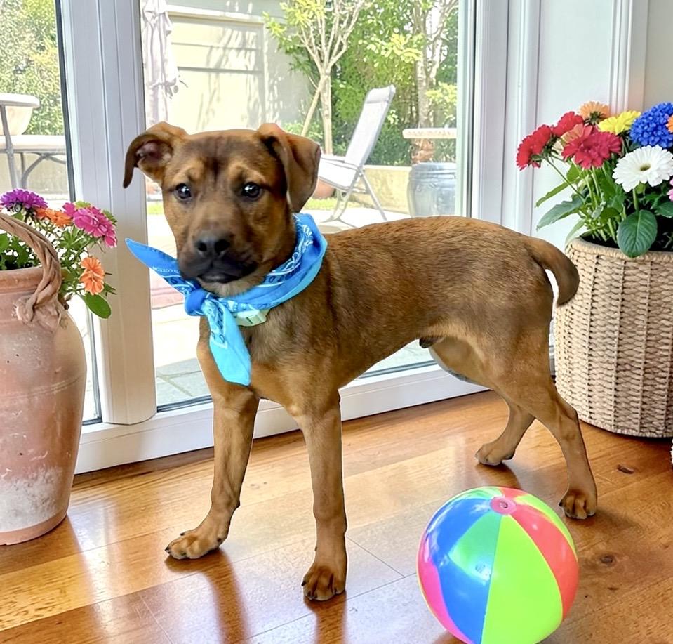 Enlarge Dakota, a ADOPTABLE mixed breed in Perry, IA image 6/6