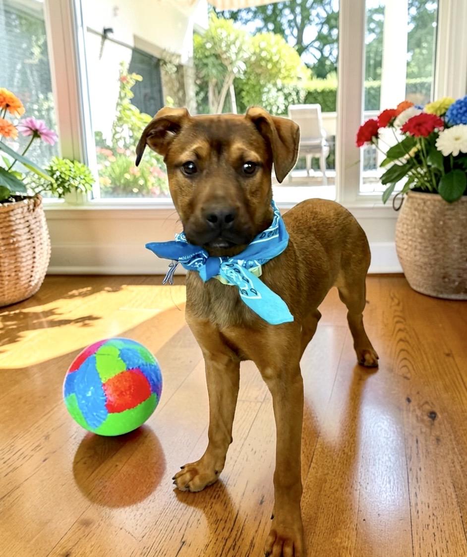 Enlarge Dakota, a ADOPTABLE mixed breed in Perry, IA image 3/6