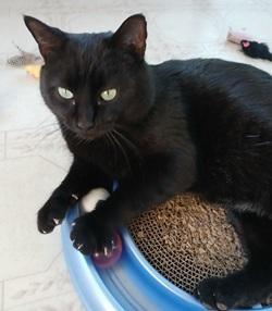 Cole, a Adoptable mixed breed in Raleigh, NC image 3/3