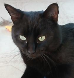 Cole, Adoptable, Kitten Male Domestic Short Hair.