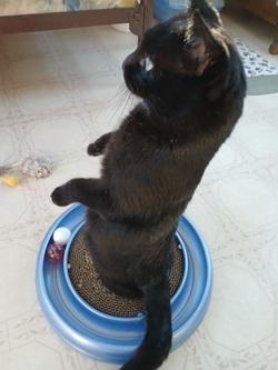 Cole, a Adoptable mixed breed in Raleigh, NC image 2/3