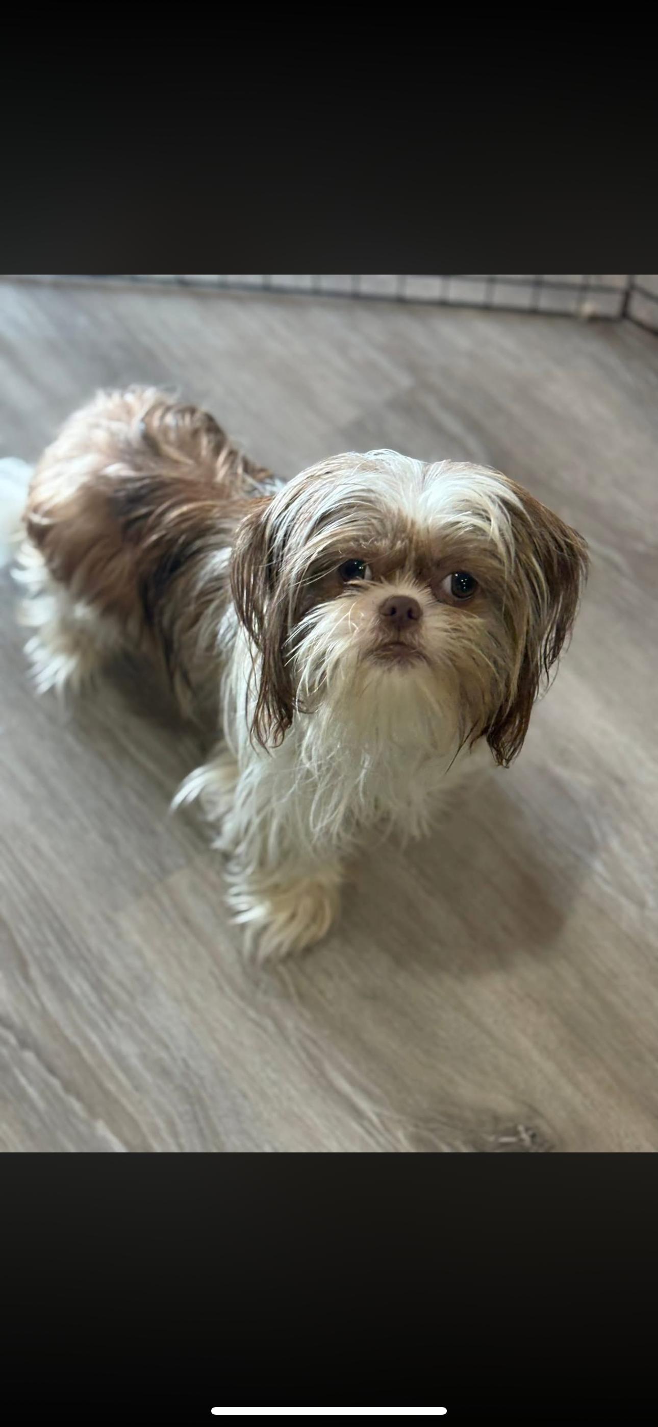 Enlarge Patch, an adopted Shih Tzu in Peebles, OH image 1/1