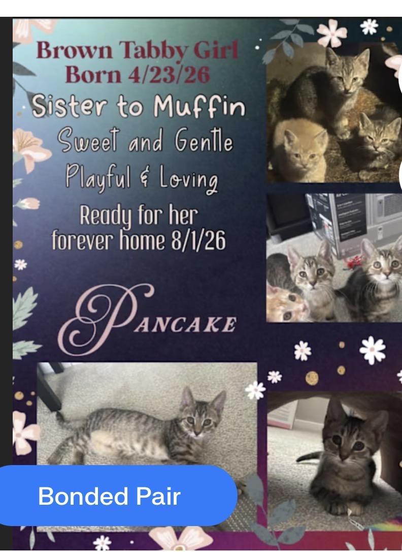 Enlarge Pancake, a Adopted Domestic Short Hair in York, PA image 1/2