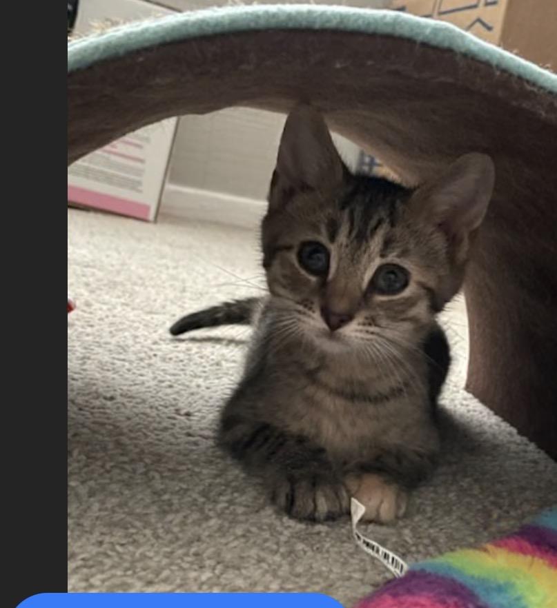 Enlarge Pancake, a Adopted Domestic Short Hair in York, PA image 2/2