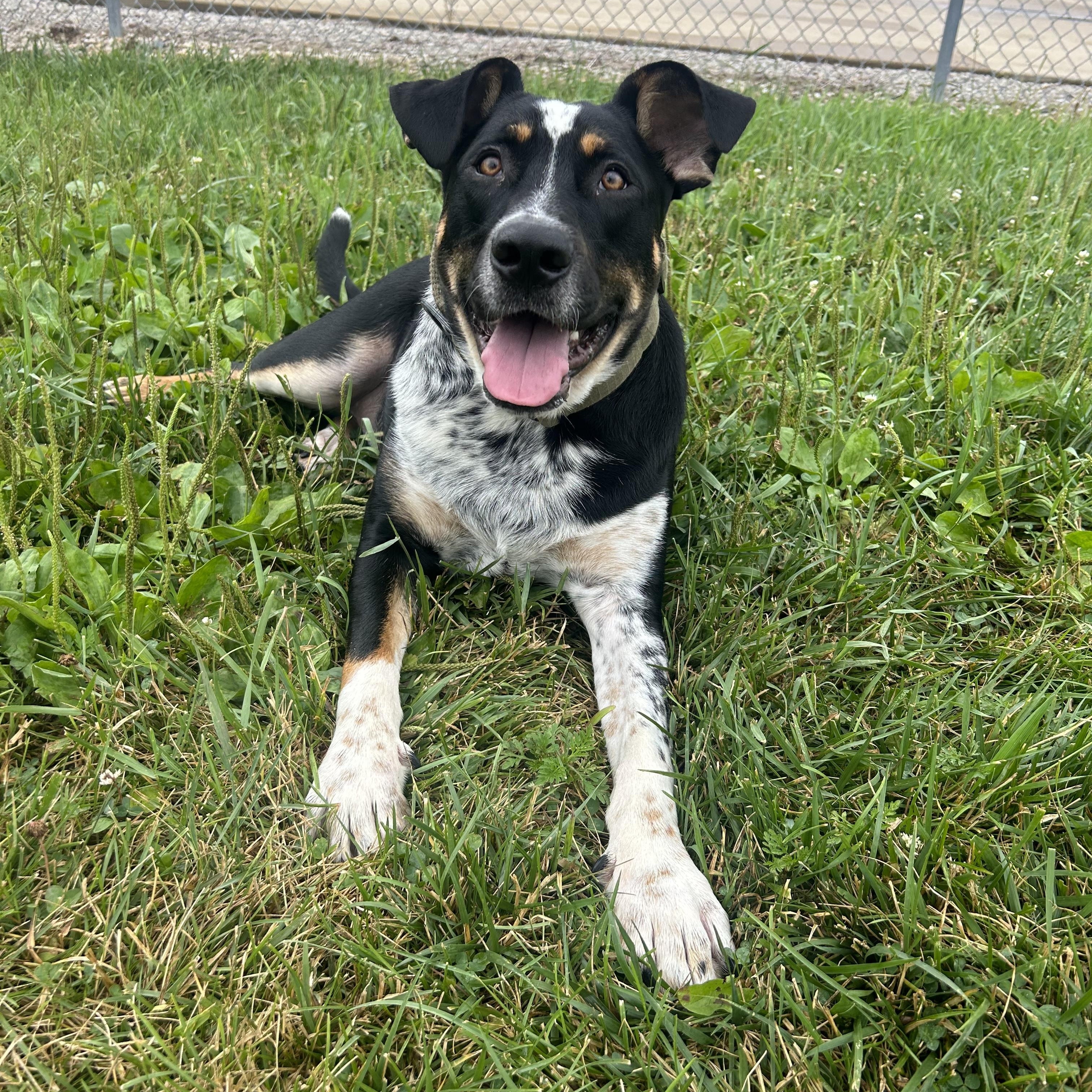 Dixie