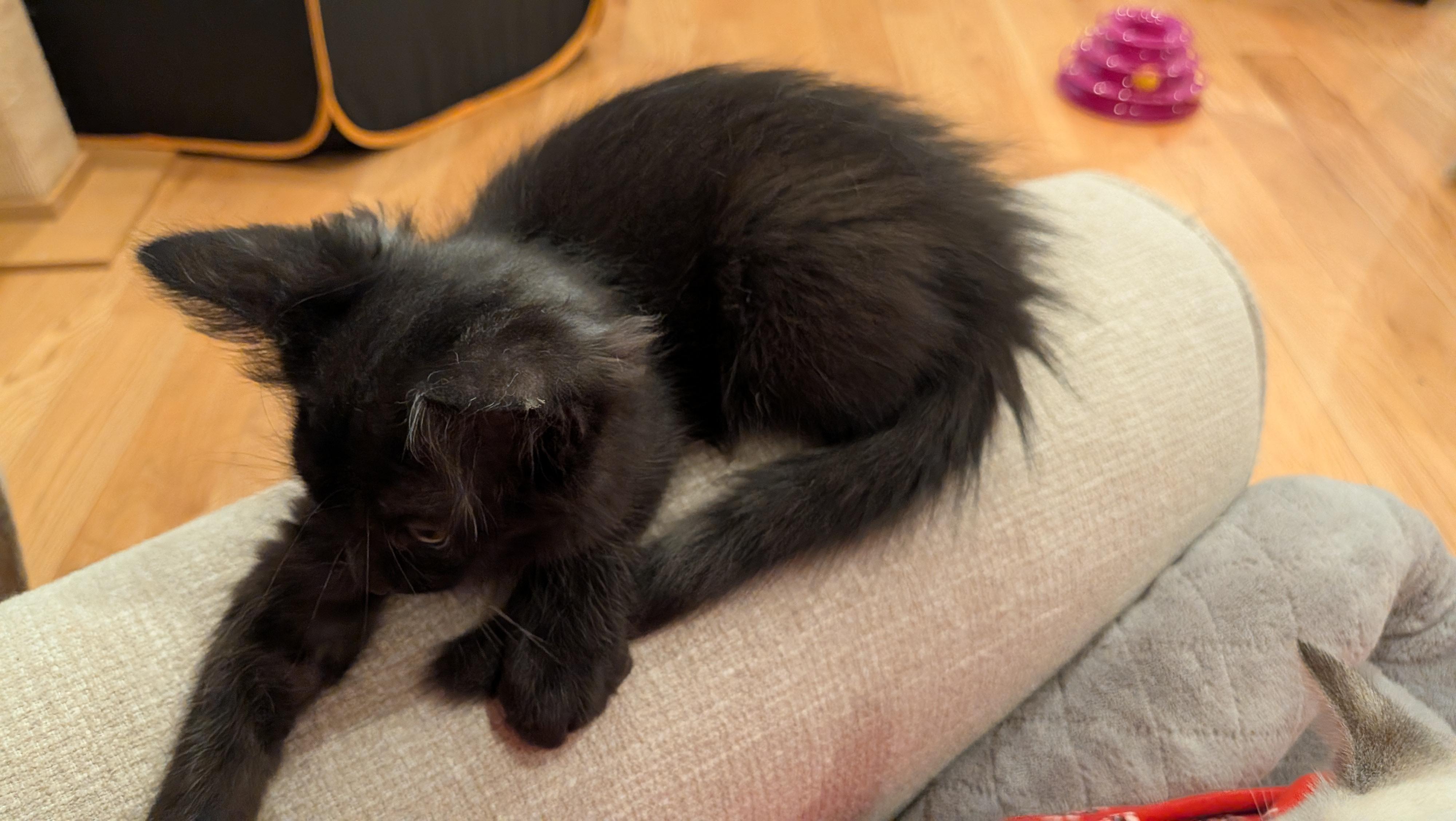 Sasha aka Big Bear, a ADOPTABLE Domestic Long Hair in Wilmington, NC image 3/6