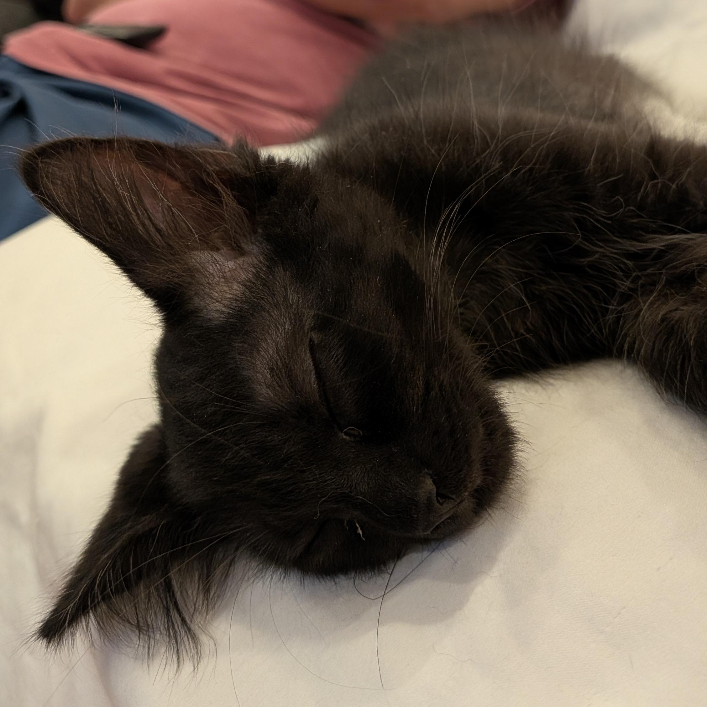 Sasha aka Big Bear, a ADOPTABLE Domestic Long Hair in Wilmington, NC image 5/6