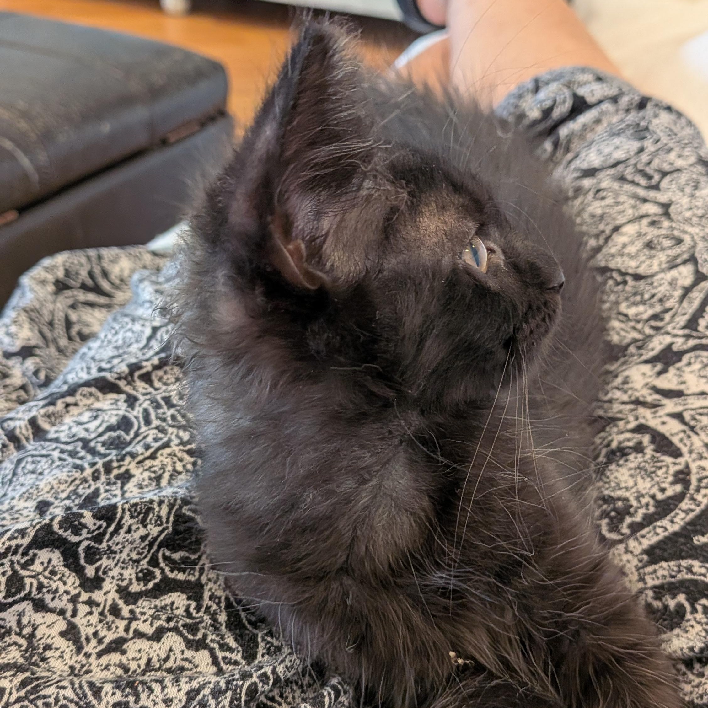 Sasha aka Big Bear, a ADOPTABLE Domestic Long Hair in Wilmington, NC image 2/6