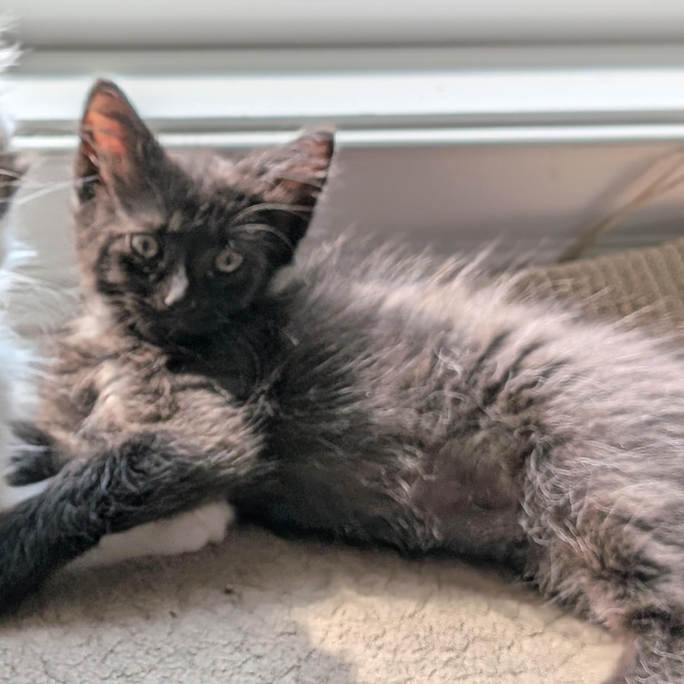 Sasha aka Big Bear, ADOPTABLE, Kitten Female Domestic Long Hair.