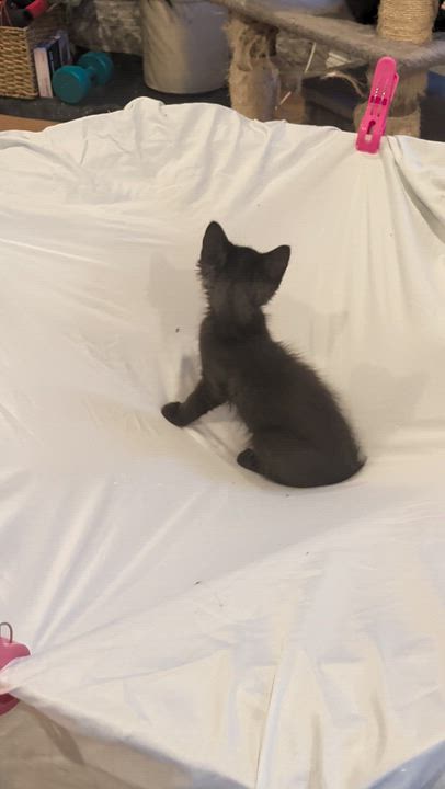 Enlarge Sasha aka Big Bear, a ADOPTABLE Domestic Long Hair in Wilmington, NC video 4/6