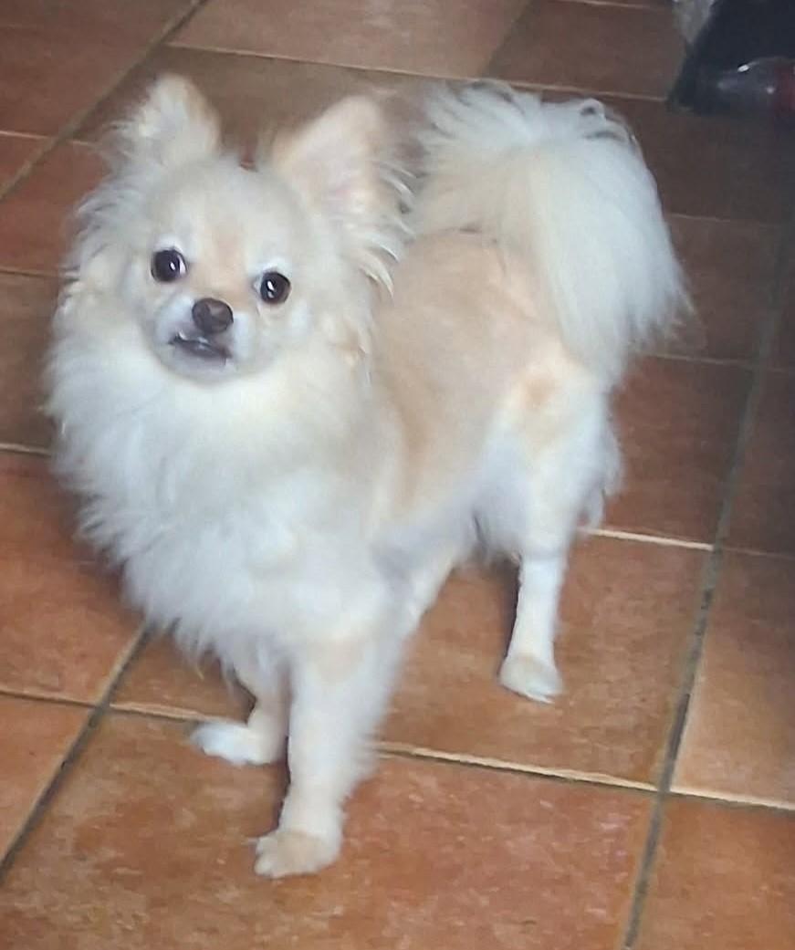 Tiffany, a Adopted Pomeranian in Chesapeake, VA image 2/5