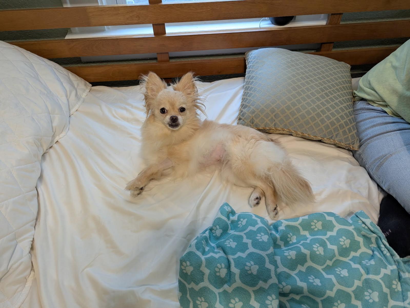 Tiffany, a Adopted Pomeranian in Chesapeake, VA image 3/5