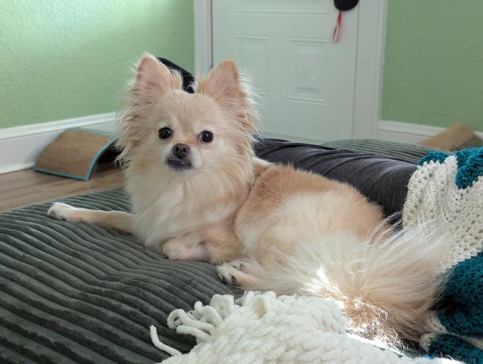 Tiffany, a Adopted Pomeranian in Chesapeake, VA image 4/5