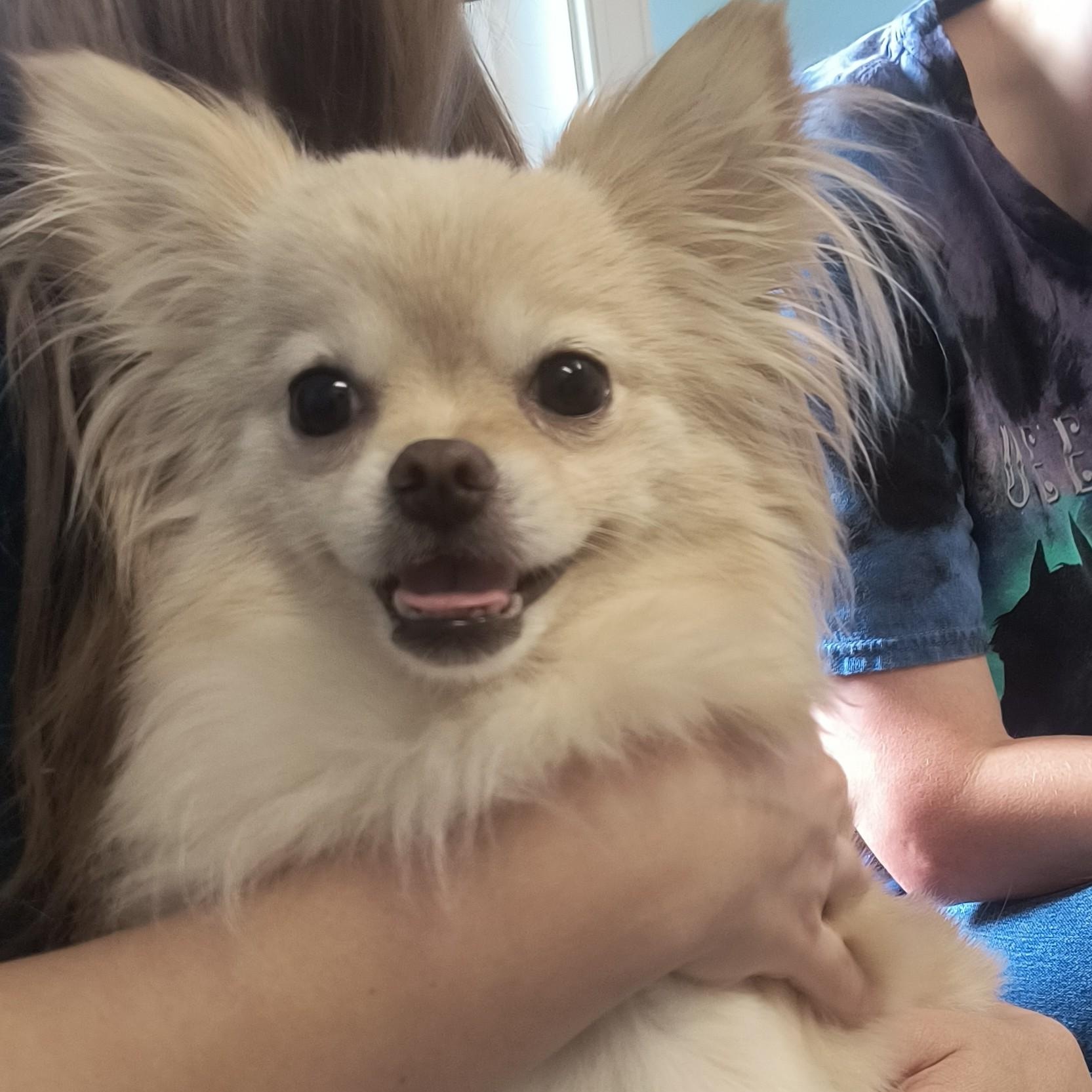 Tiffany, a Adopted Pomeranian in Chesapeake, VA image 1/5