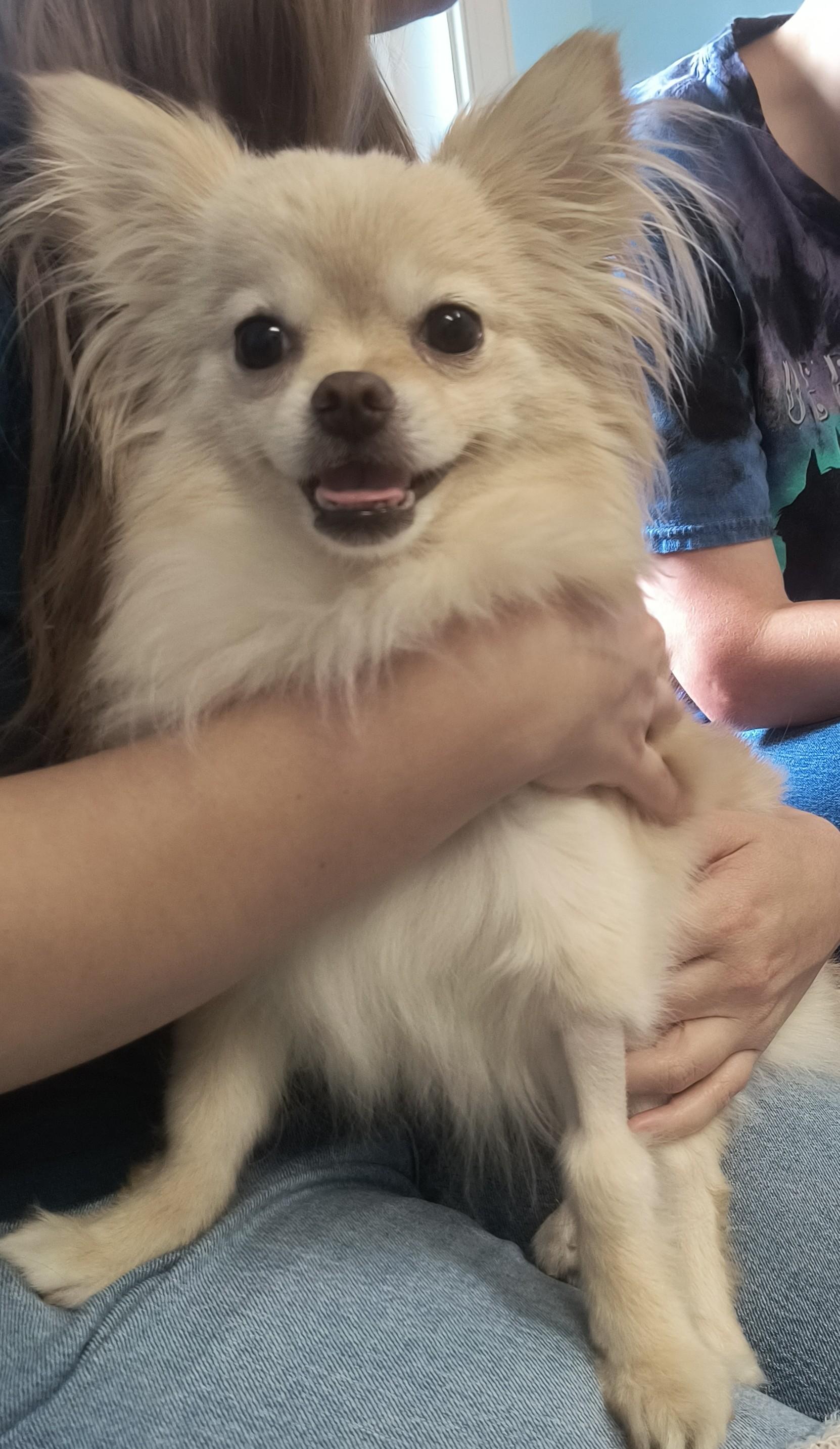 Tiffany, a Adopted Pomeranian in Chesapeake, VA image 5/5