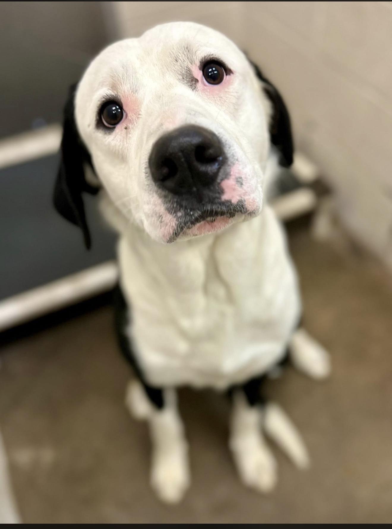 Journey (ID # A2026229), adopted, Adult Male Pit Bull Terrier.