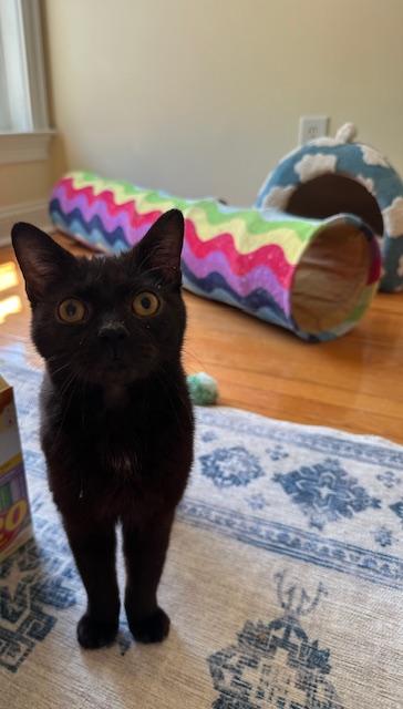 Merlin, Adopted, Young Male Domestic Short Hair.