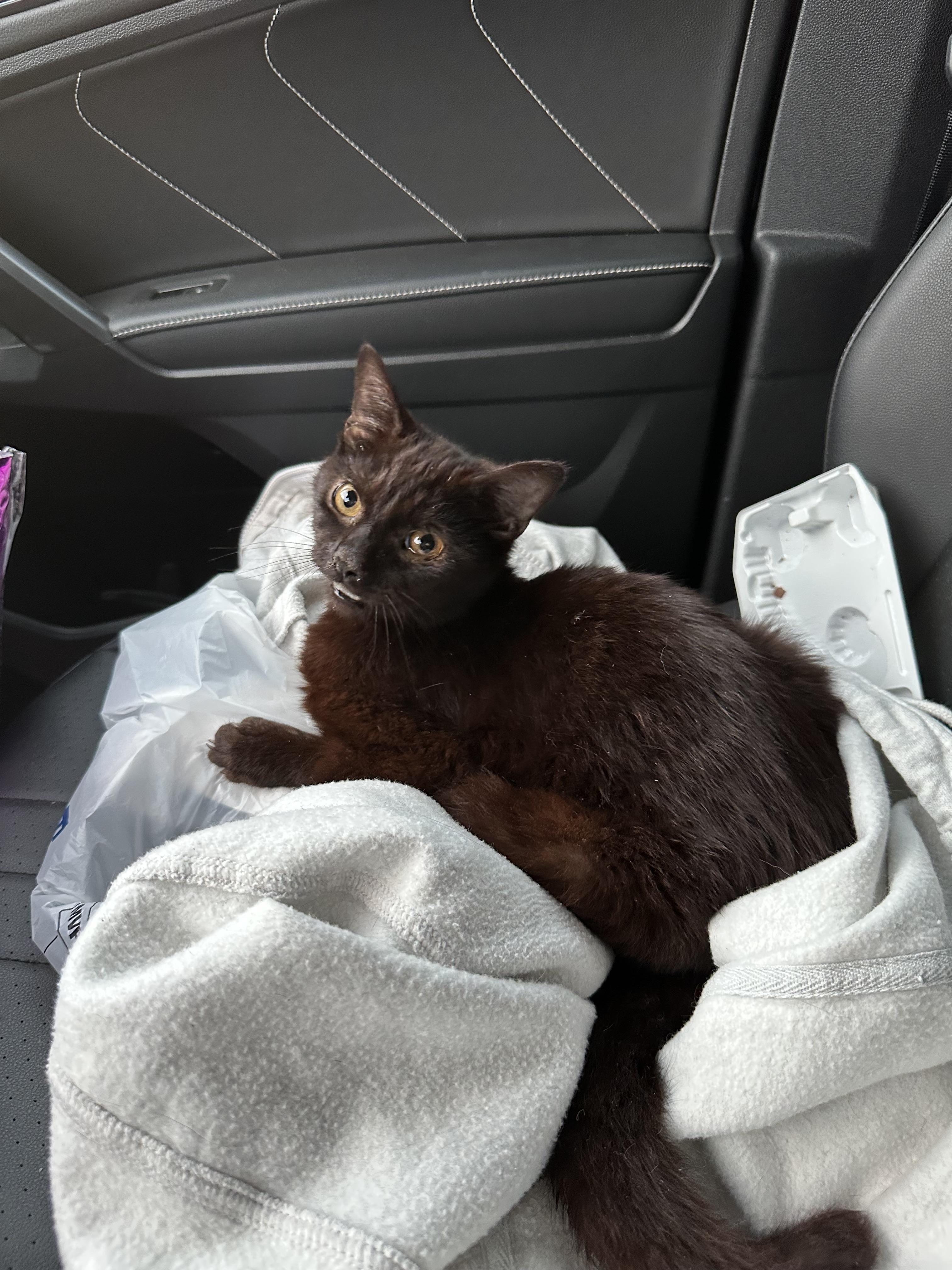 Enlarge Merlin, a Adopted Domestic Short Hair in Davidson, NC image 2/2