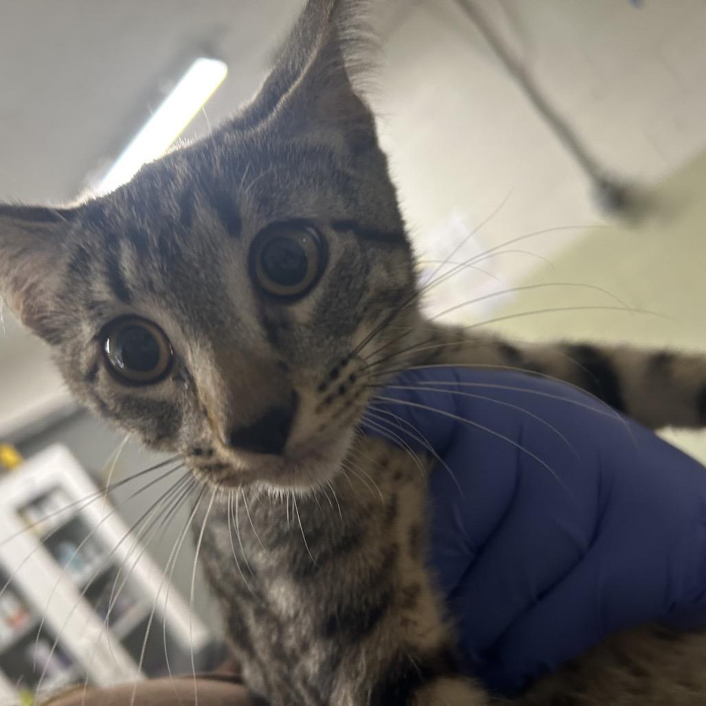 Enlarge Sherlock, a Adoptable Domestic Short Hair in Eureka Springs, AR image 1/1