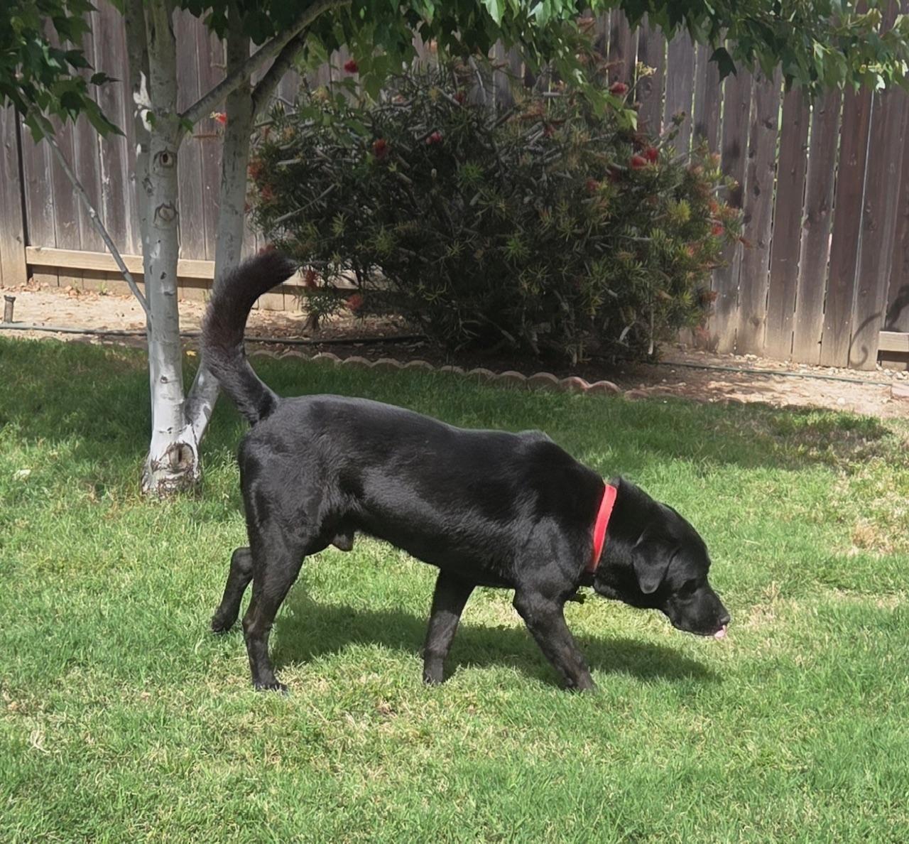 Casey, an adopted mixed breed in Sacramento, CA image 3/6
