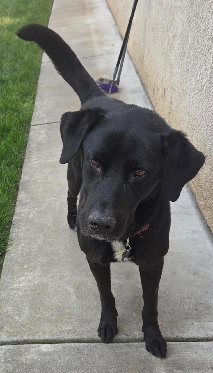 Casey, an adopted mixed breed in Sacramento, CA image 5/6