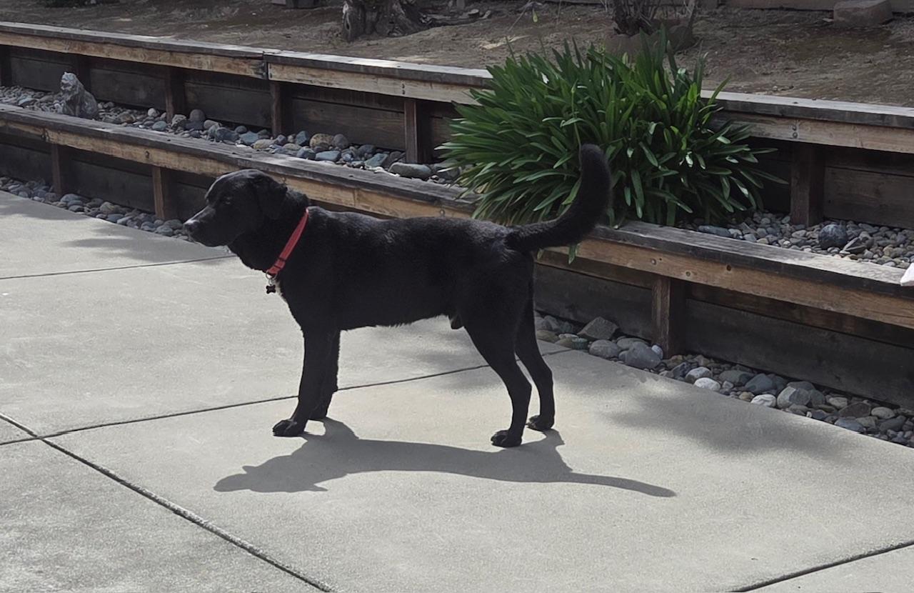Casey, an adopted mixed breed in Sacramento, CA image 4/6