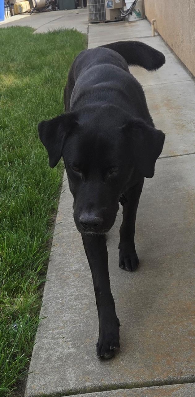Casey, an adopted mixed breed in Sacramento, CA image 2/6