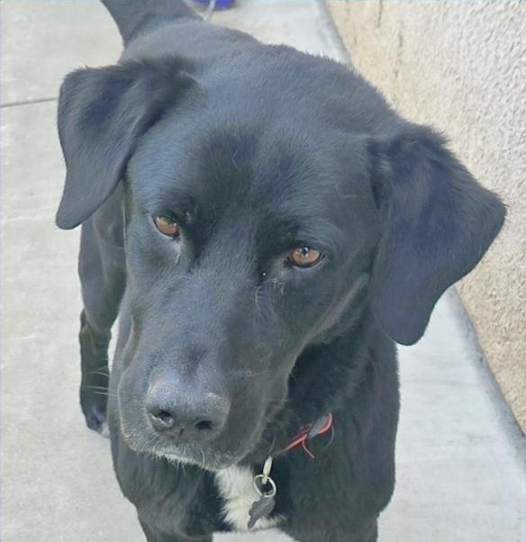 Casey, an adopted mixed breed in Sacramento, CA image 1/6