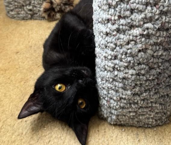 Blair (FeLV+) 2