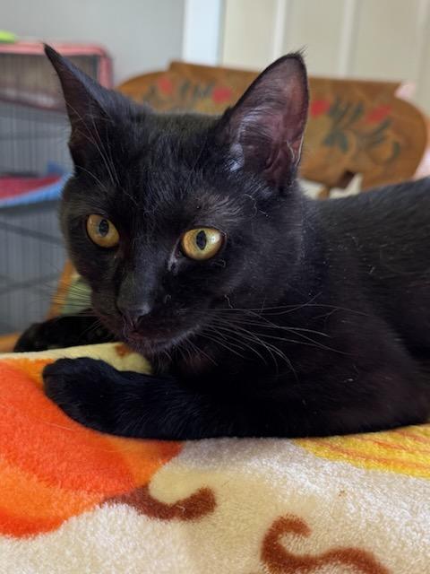 Blair (FeLV+) 3