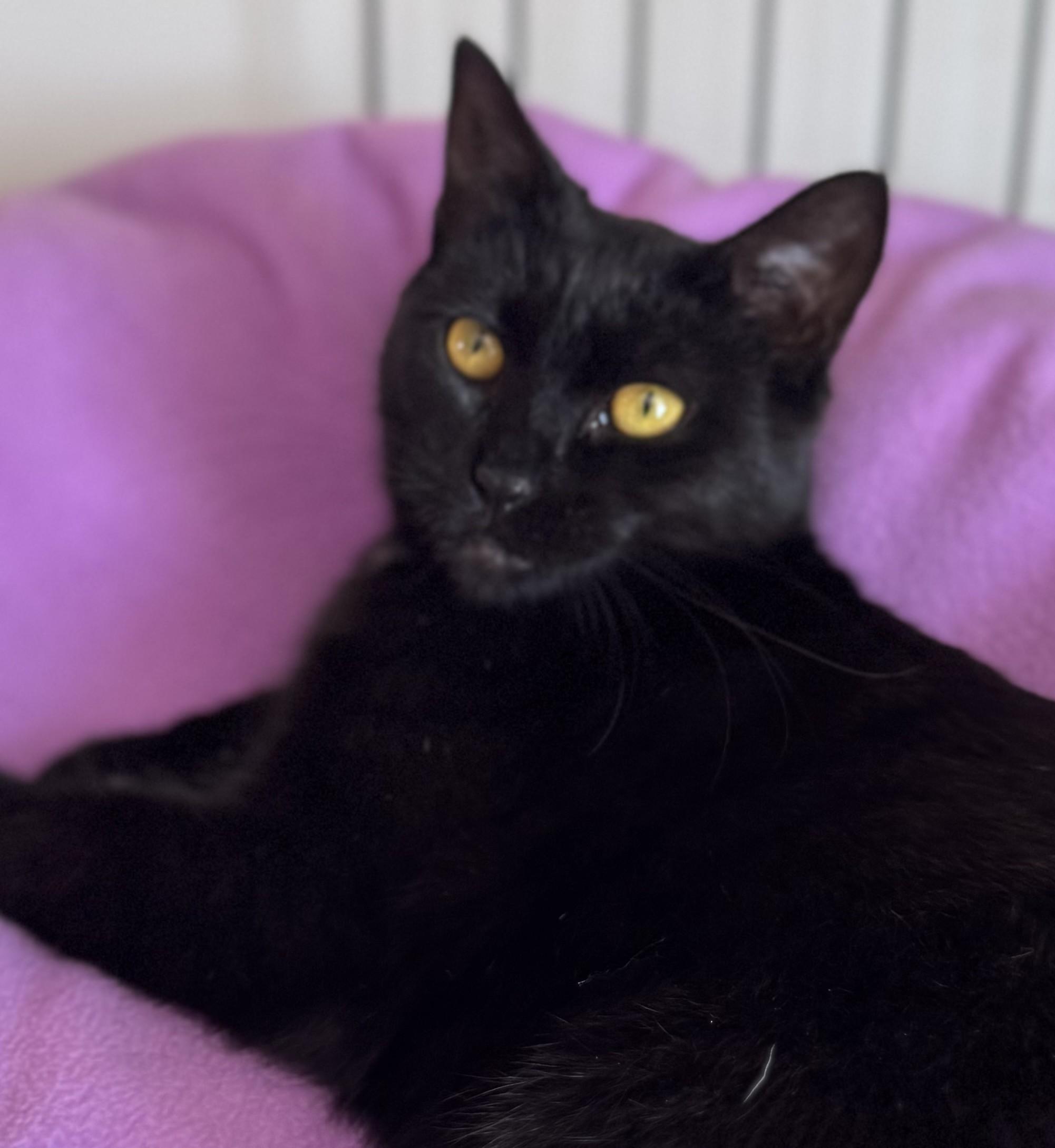 Blair (FeLV+)