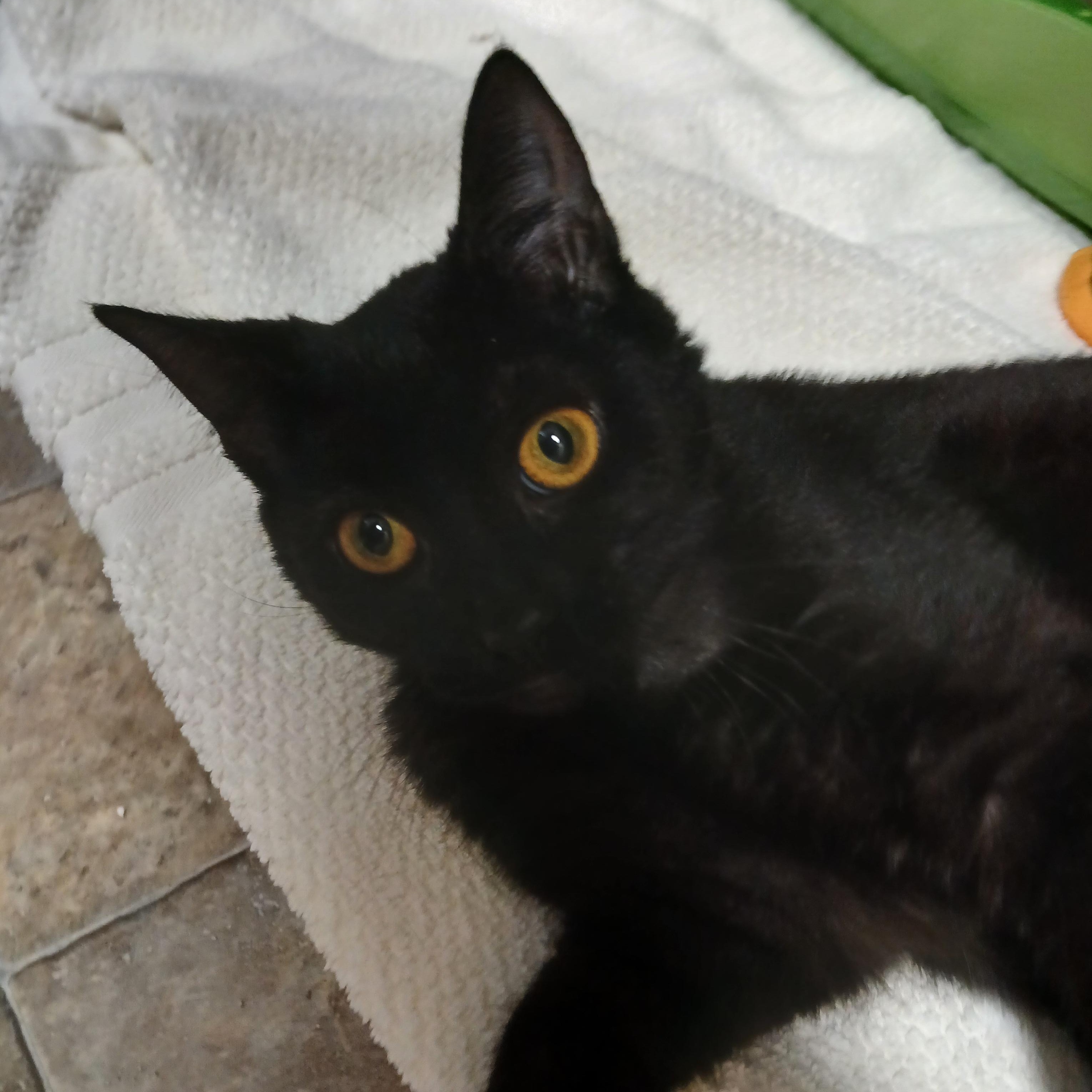 Blair (FeLV+) 4