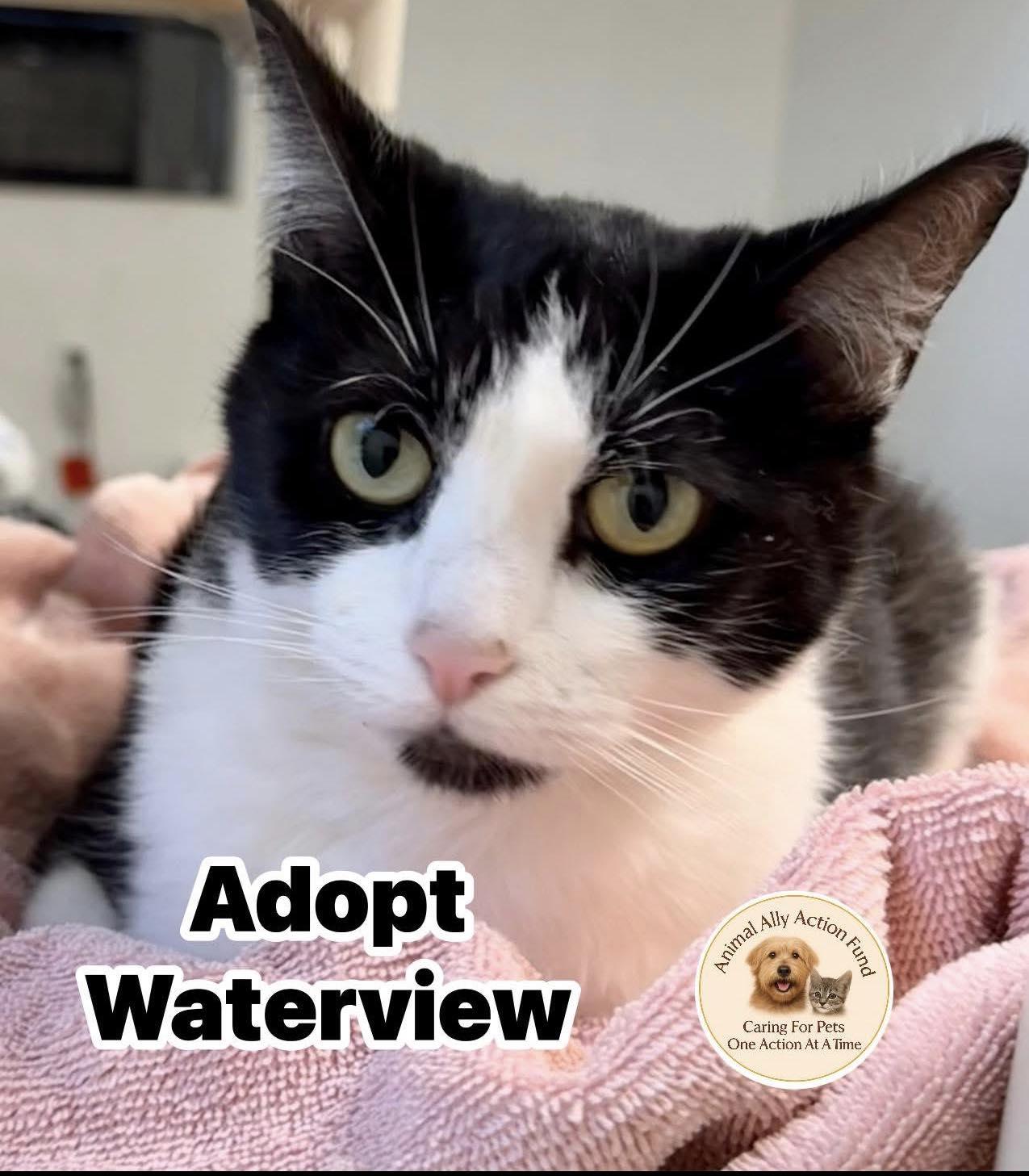 Enlarge Waterview, a Adopted Domestic Short Hair in Bolivia, NC image 1/1