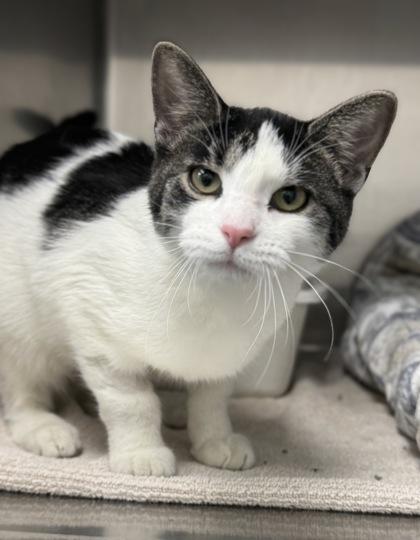 Enlarge Lindsey, a ADOPTABLE mixed breed in Tinley Park, IL image 1/1