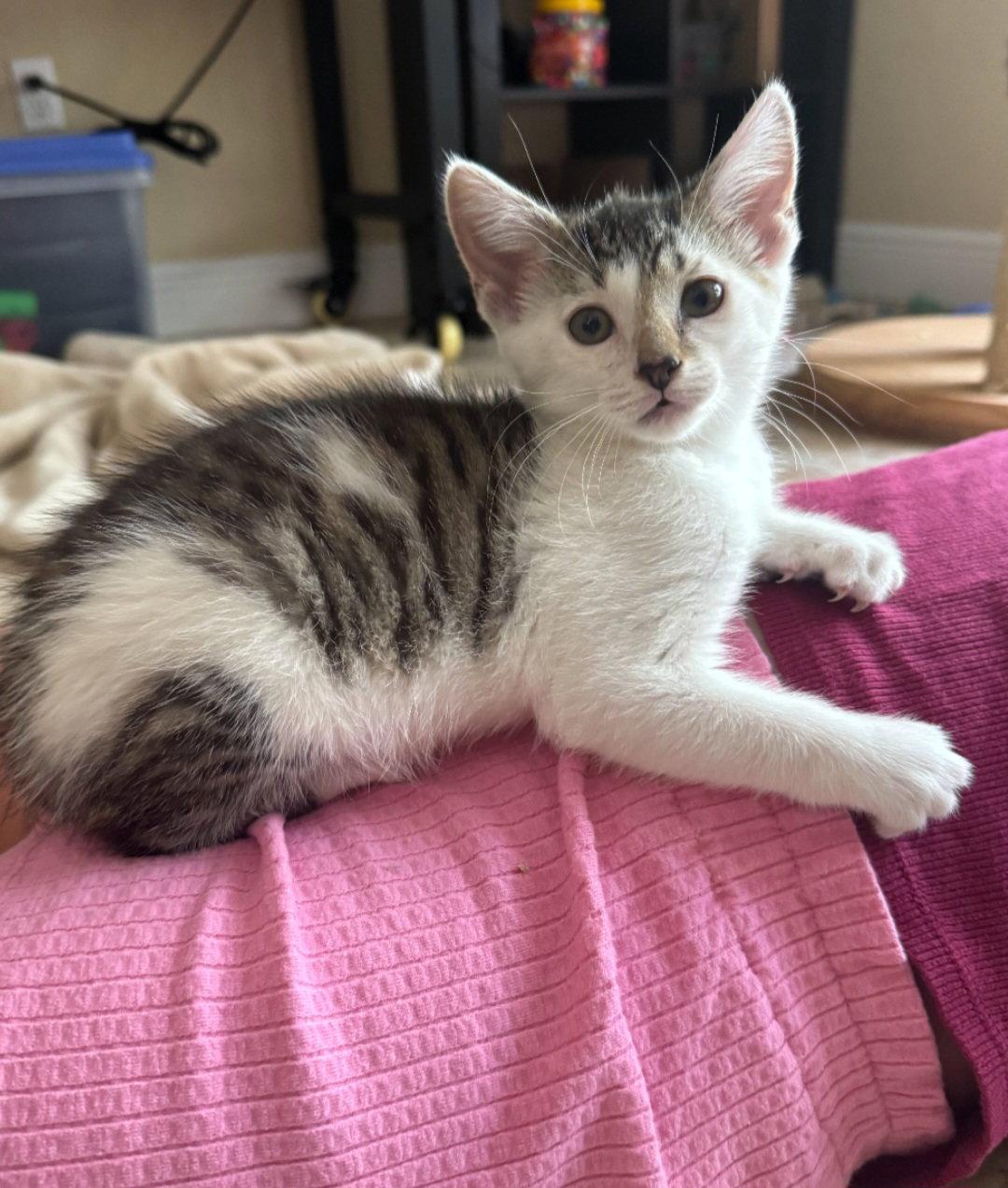 Moomie, Adopted, Kitten Female Tabby.
