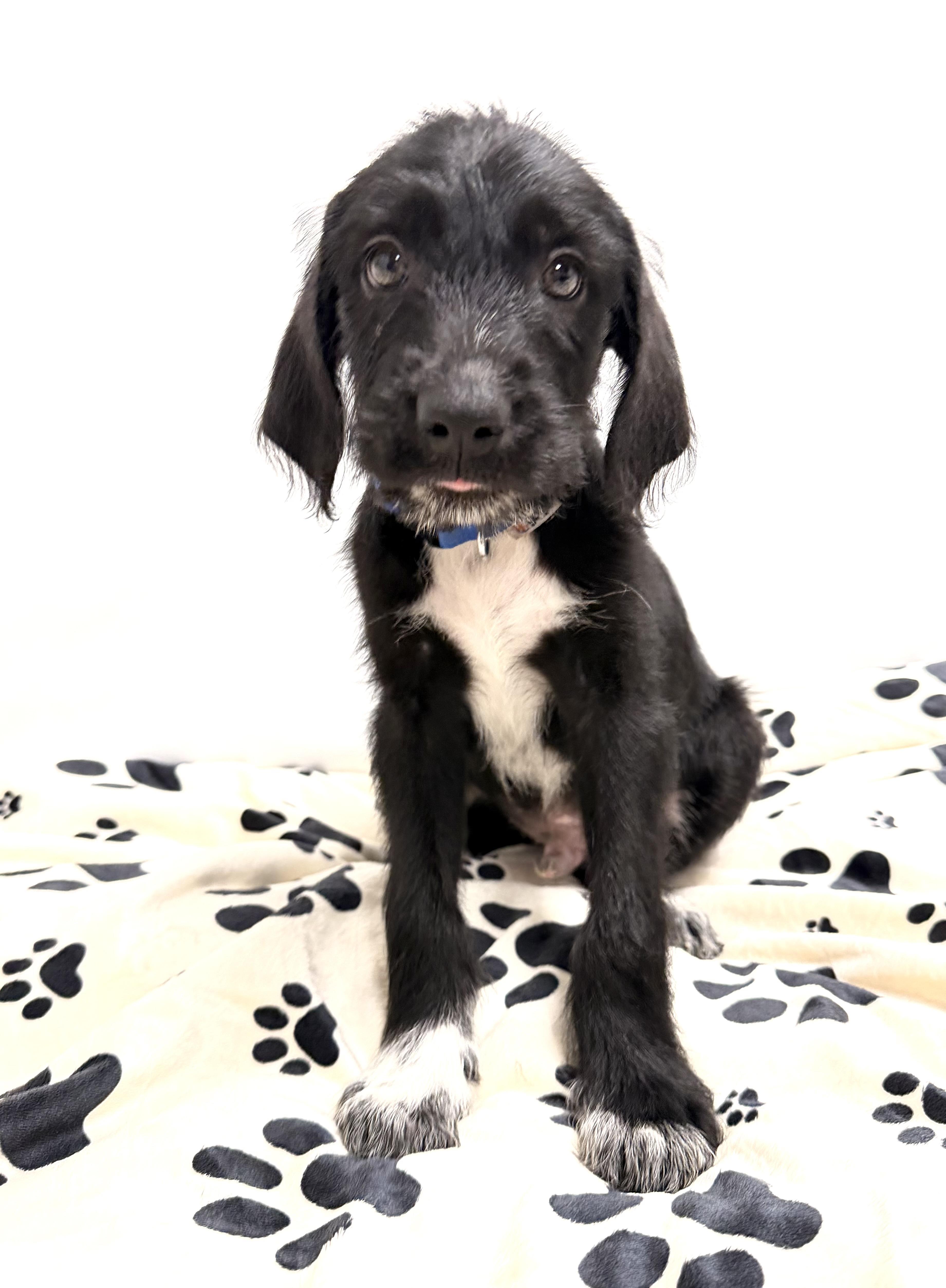Gucci the Labradoodle mix puppy, a Adoptable mixed breed in Muskego, WI image 5/6