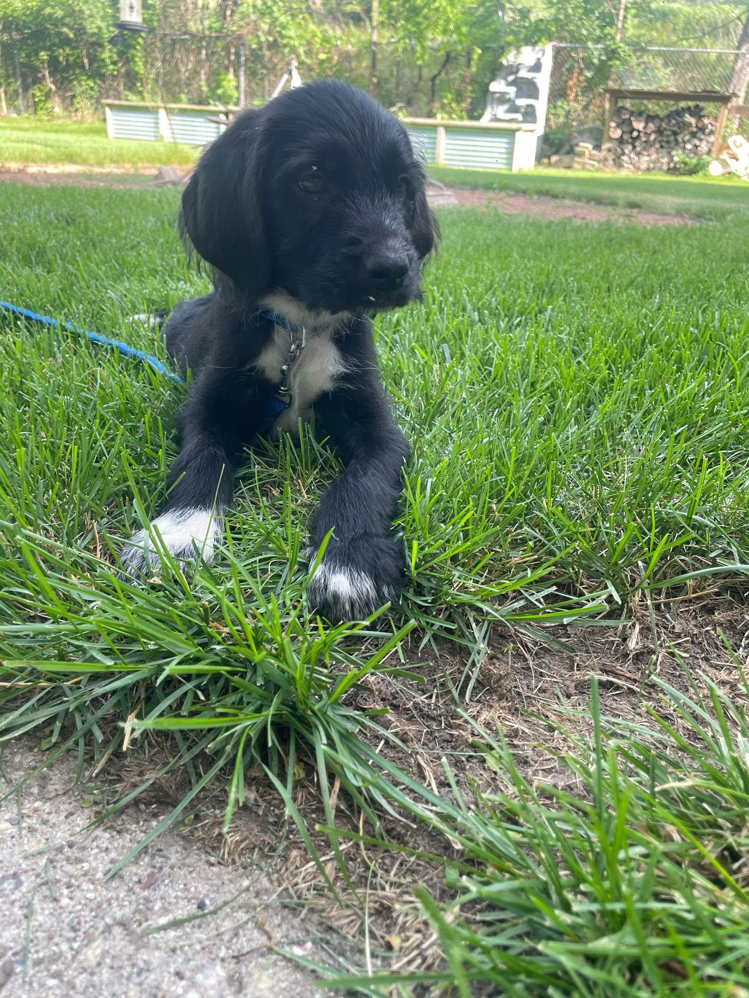 Gucci the Labradoodle mix puppy, Adoptable, Puppy Male Labradoodle.