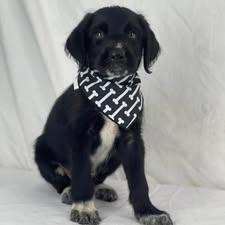 Gucci the Labradoodle mix puppy, a Adoptable mixed breed in Muskego, WI image 4/6