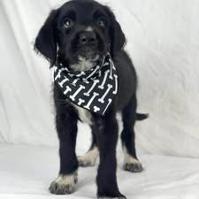 Gucci the Labradoodle mix puppy, a Adoptable mixed breed in Muskego, WI image 3/6